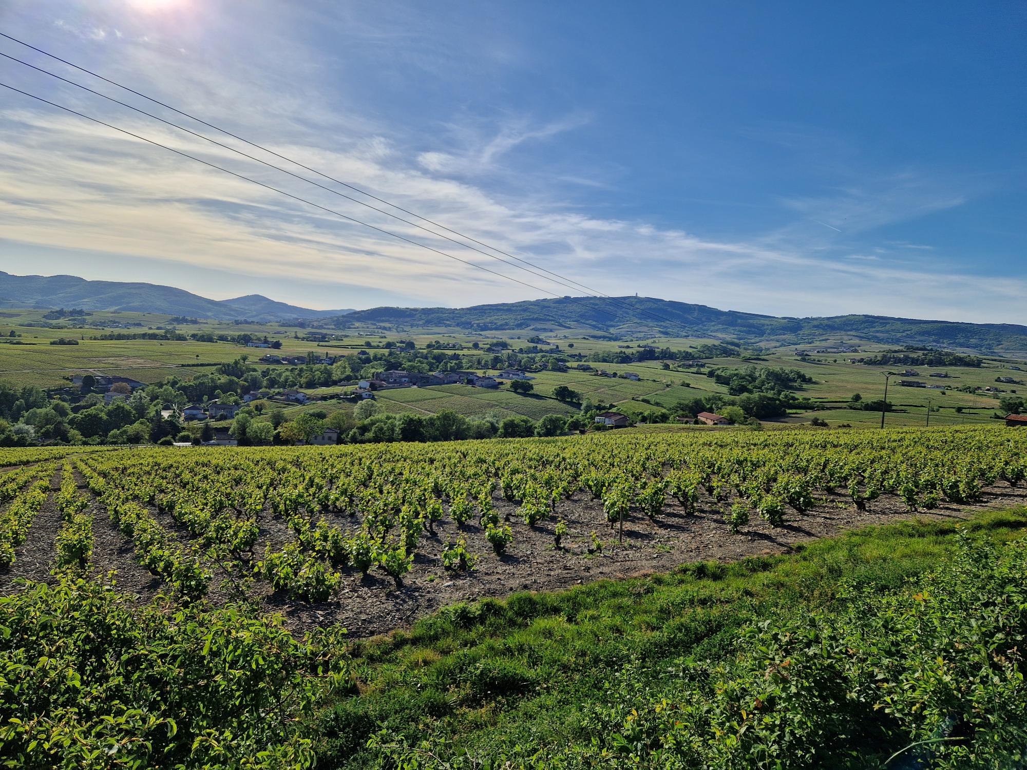 Le vignoble du Domaine des Mulins en Beaujolais