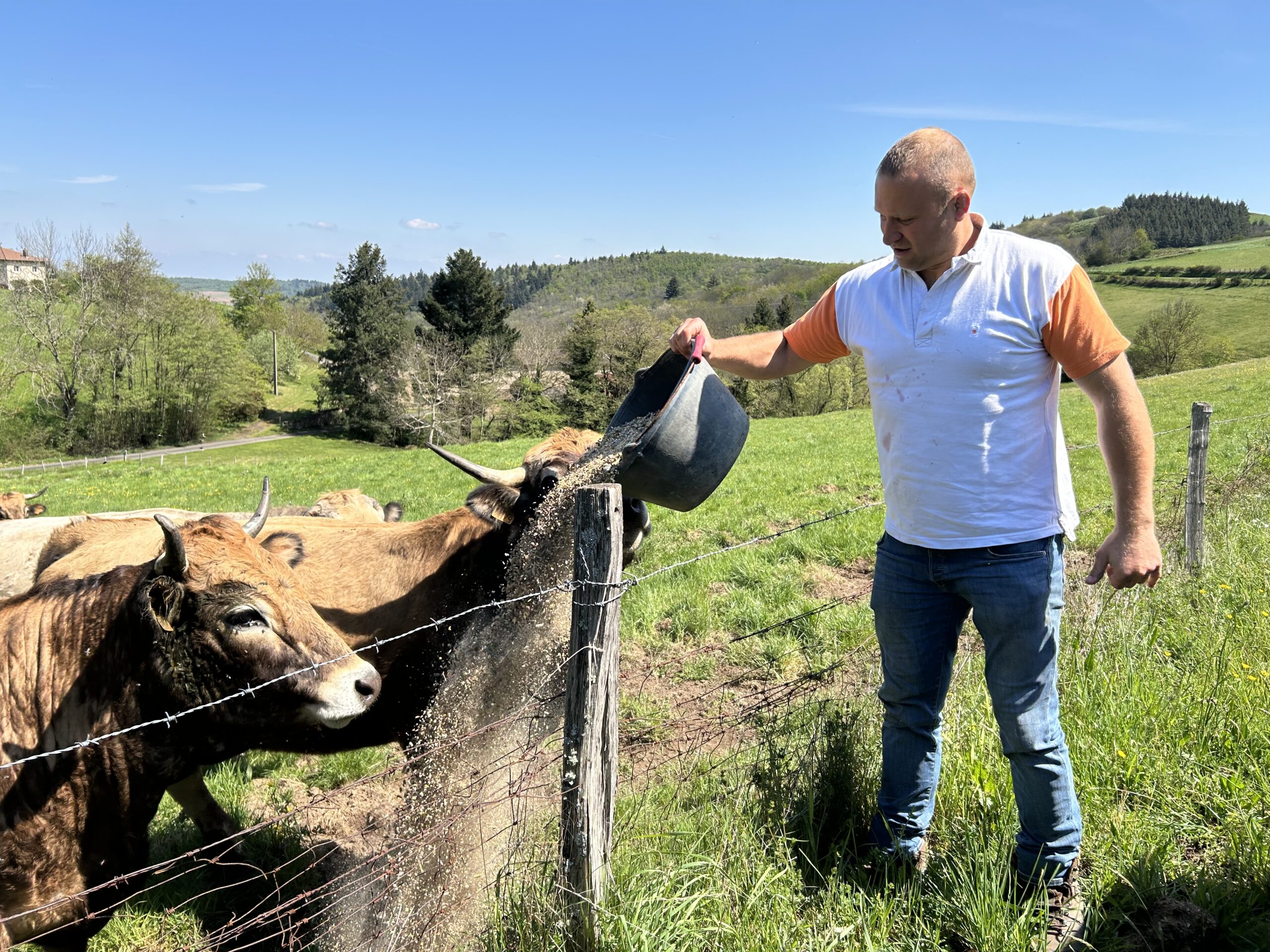 Romaric Aufranc avec son troupeau de vaches Aubrac